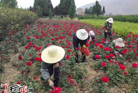 甘谷：两代人的“甘肃月季梦”